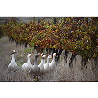 Middelplaas Paarl Guesthouse image